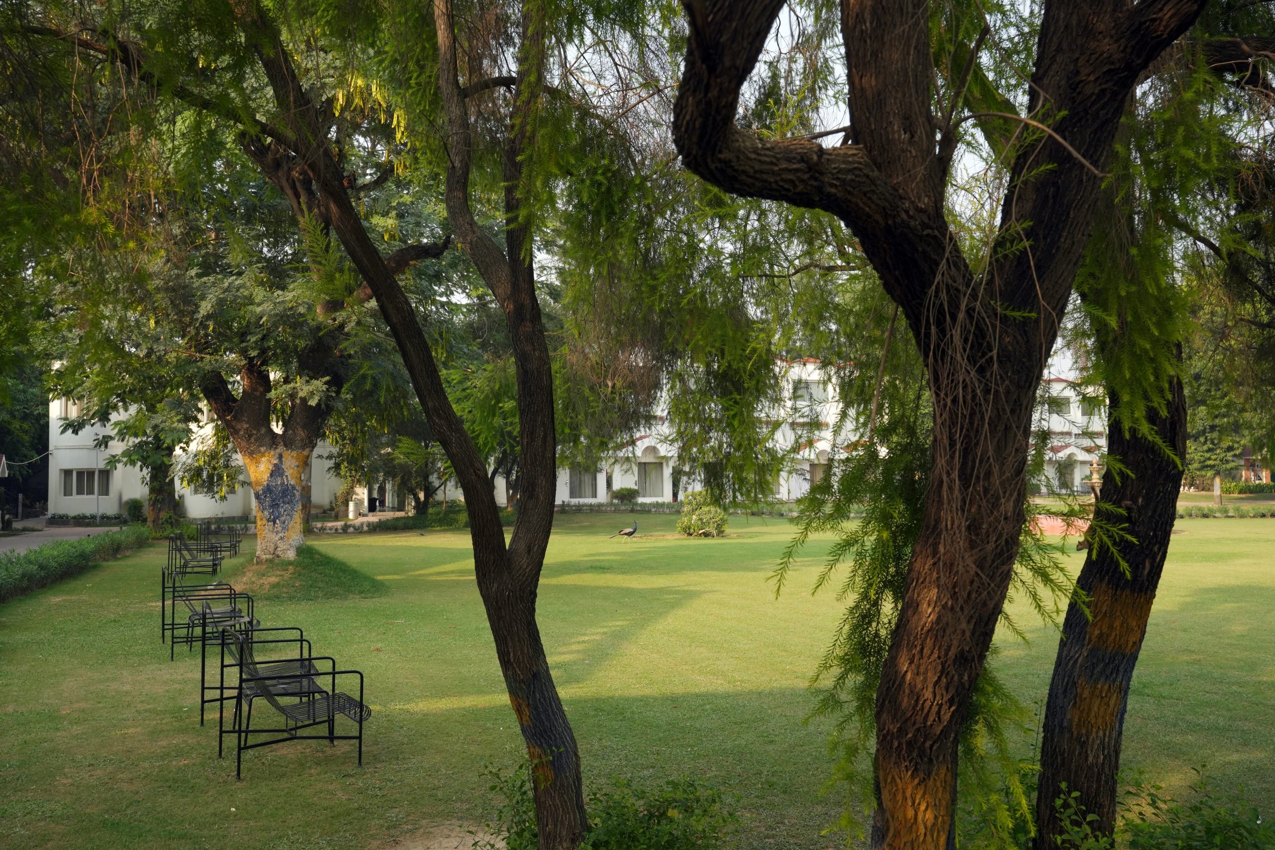 Seating in lawns outside rooms with peacock